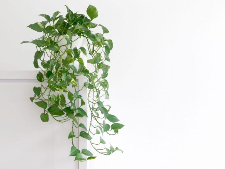 Pothos Houseplant