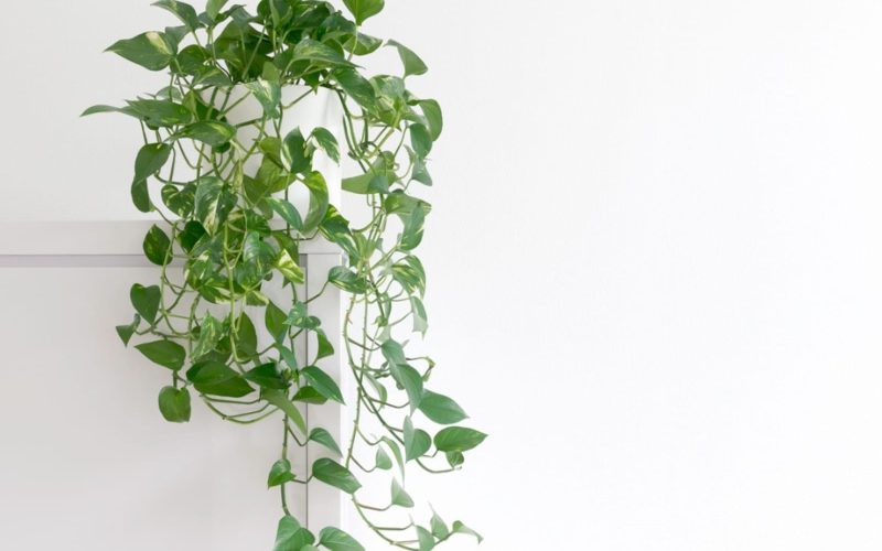 Pothos Houseplant