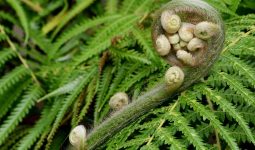 Fern