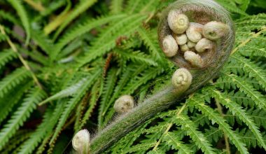 Fern