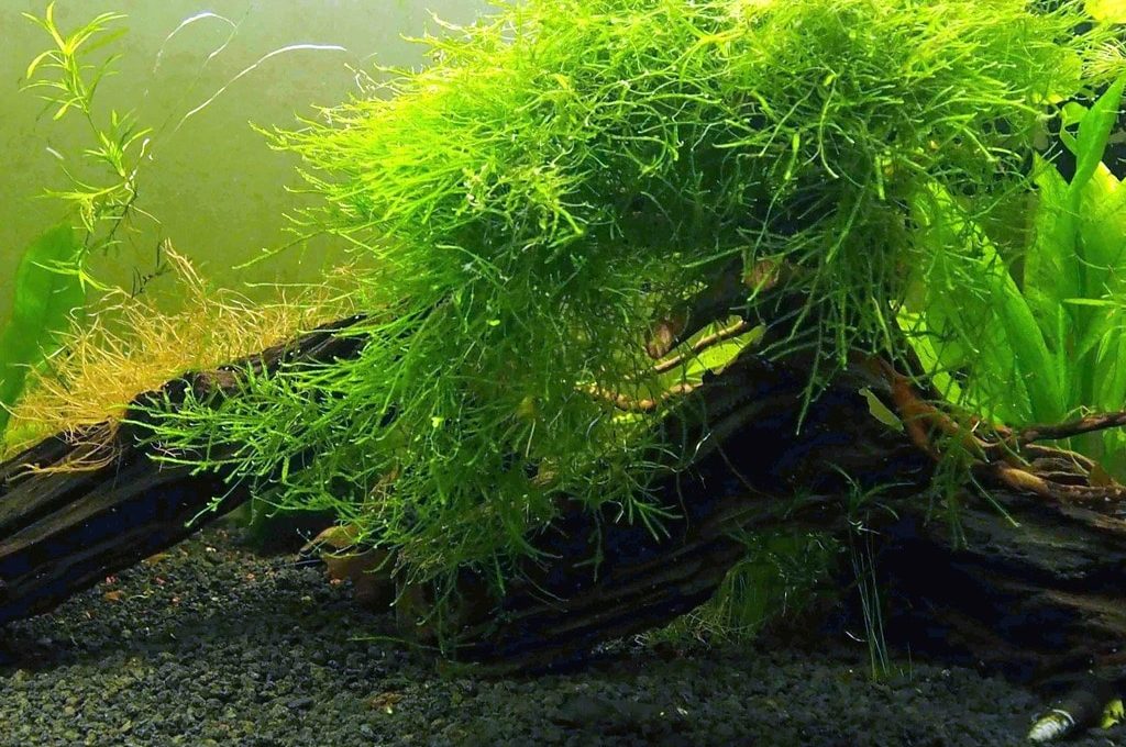 Java Moss