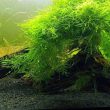 Java Moss