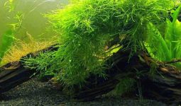Java Moss
