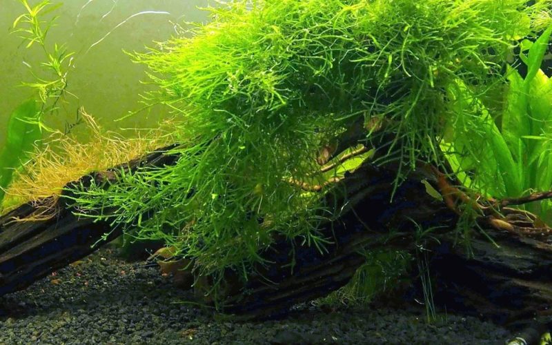 Java Moss