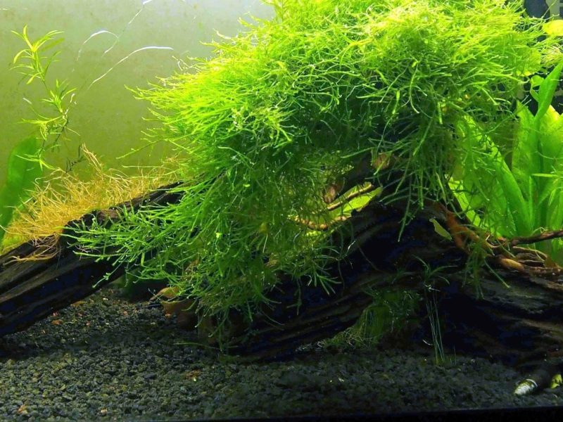 What is Java Moss (Taxiphyllum Barieri)?