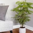 Norfolk Pine Houseplant