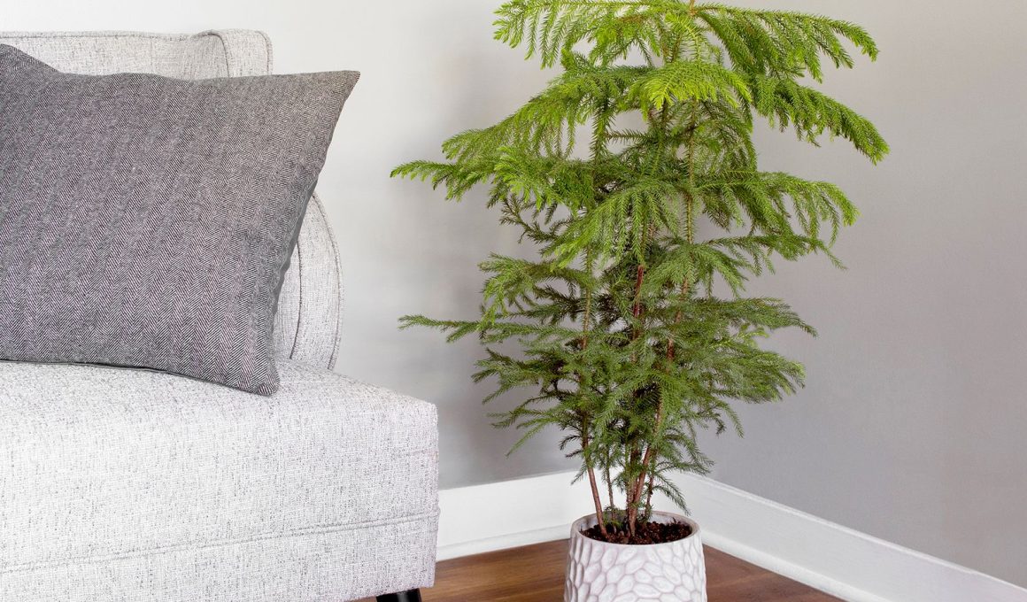 Norfolk Pine Houseplant