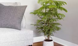 Norfolk Pine Houseplant