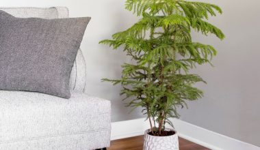 Norfolk Pine Houseplant
