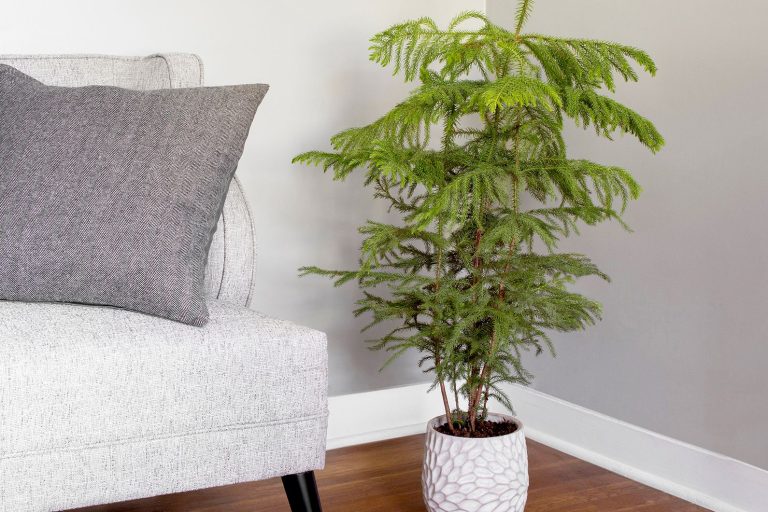 Norfolk Pine Houseplant