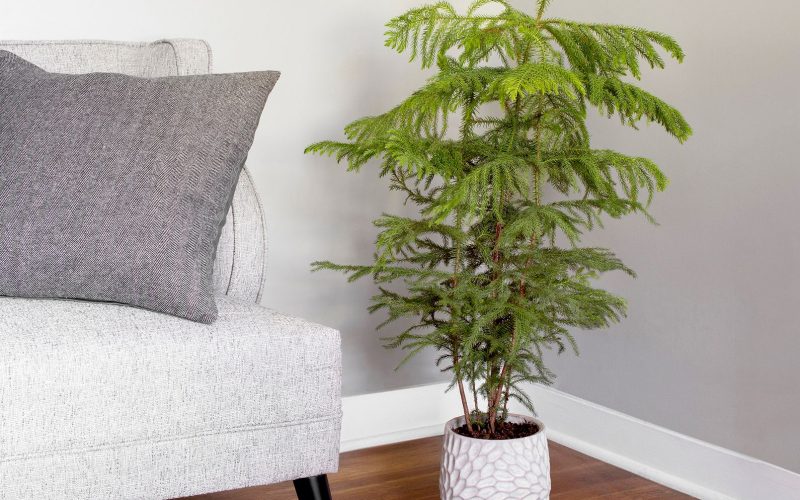 Norfolk Pine Houseplant