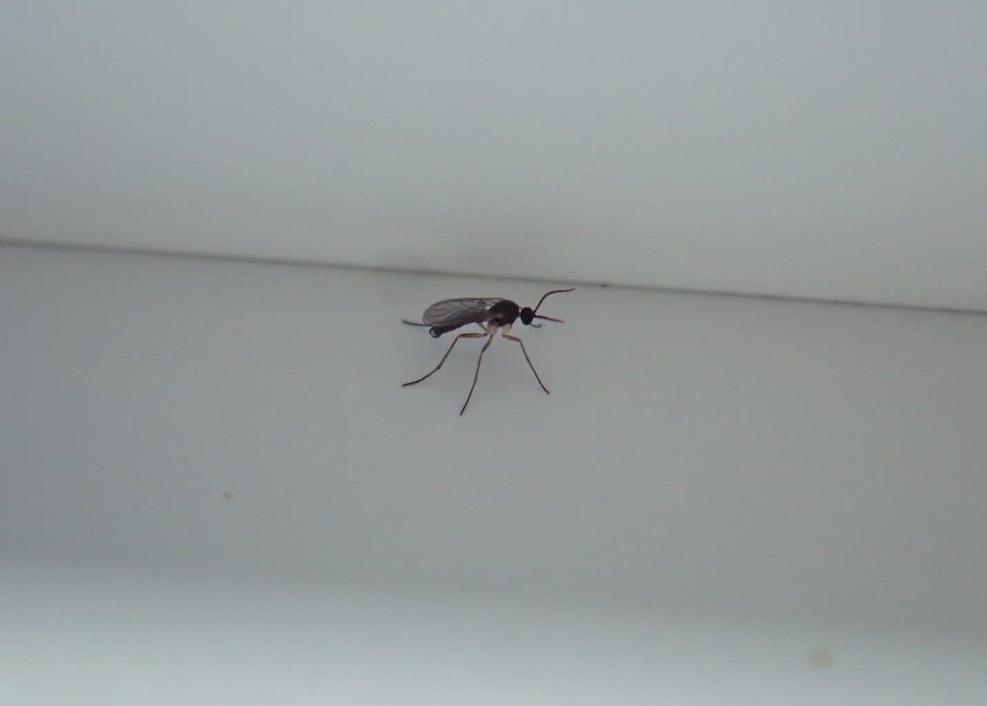 What Are Gnats