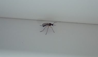 What Are Gnats