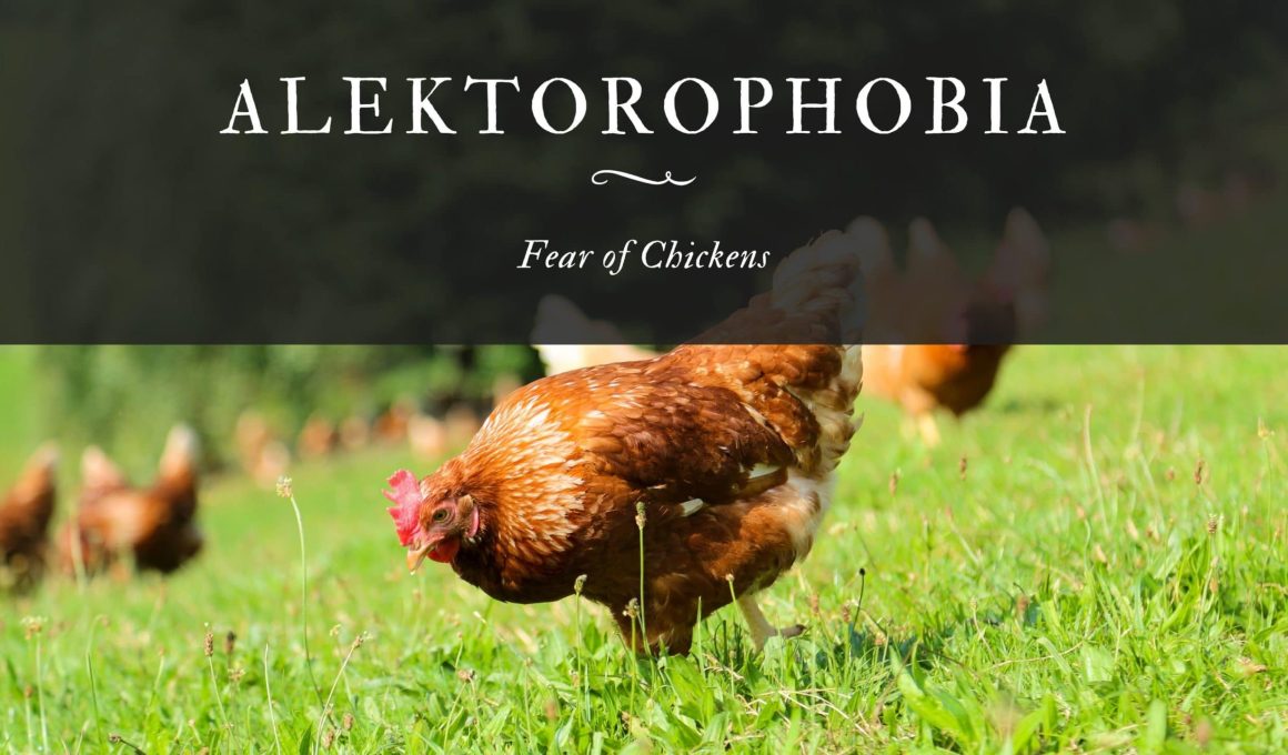 Alektorophobia: The Fear of Chickens