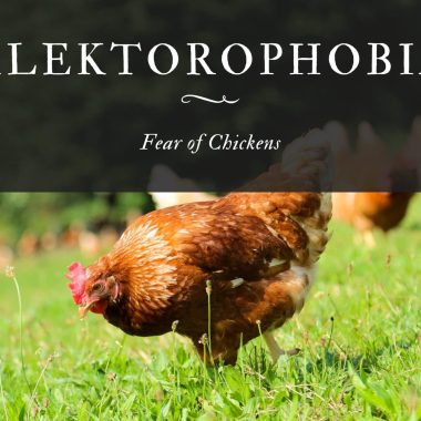 Alektorophobia: The Fear of Chickens