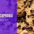 Myrmecophobia The Fear of Ants