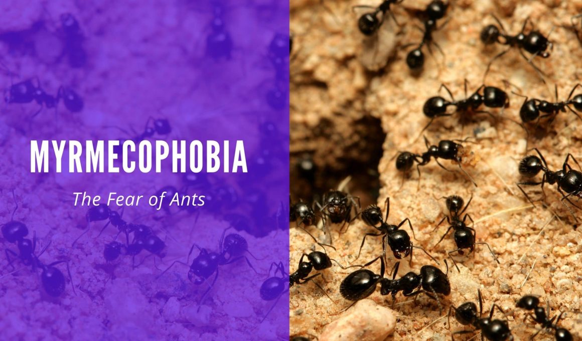 Myrmecophobia The Fear of Ants