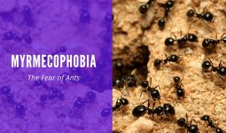 Myrmecophobia The Fear of Ants