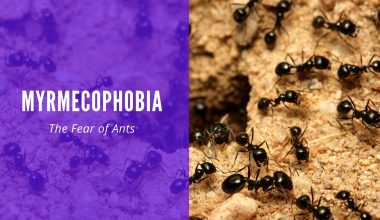 Myrmecophobia The Fear of Ants