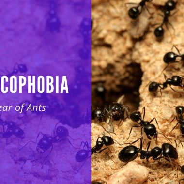 Myrmecophobia The Fear of Ants