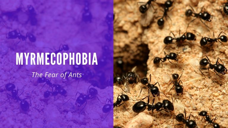 Myrmecophobia The Fear of Ants