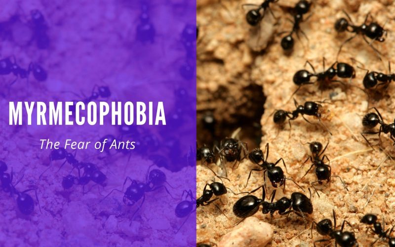 Myrmecophobia The Fear of Ants