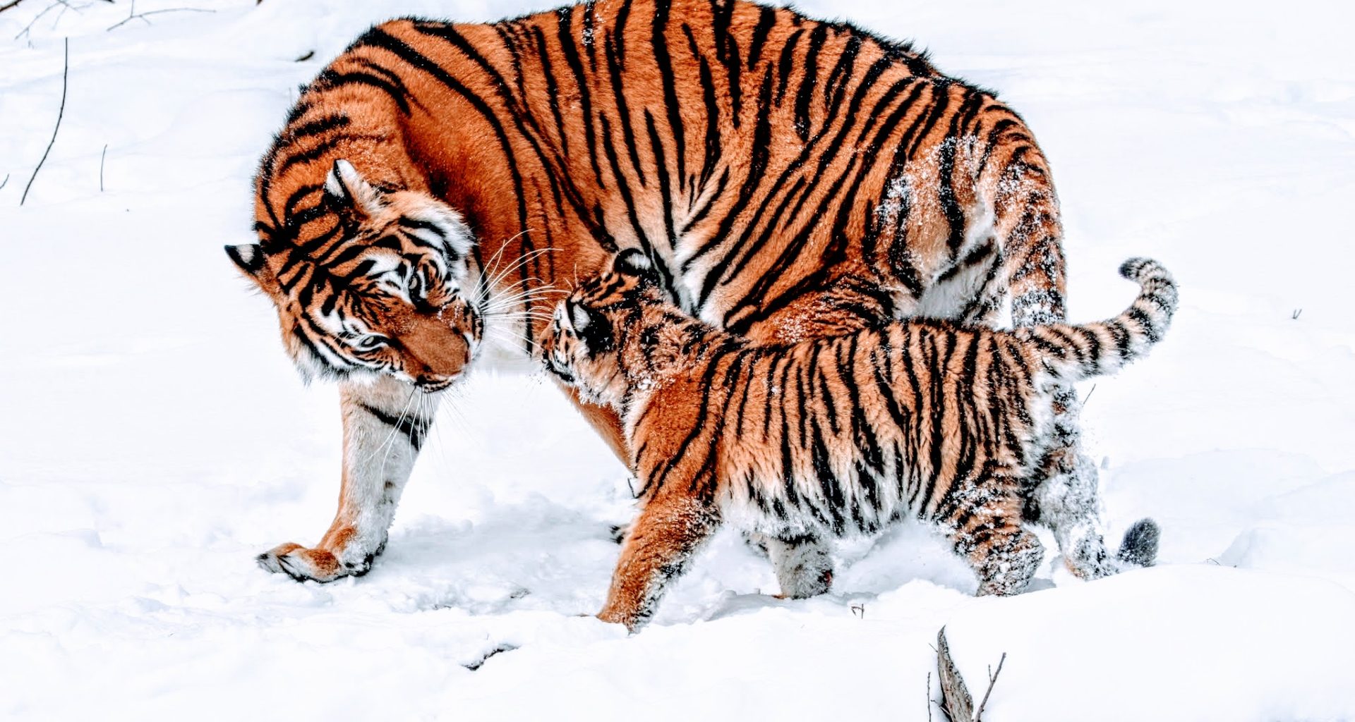 Tiger Parenting
