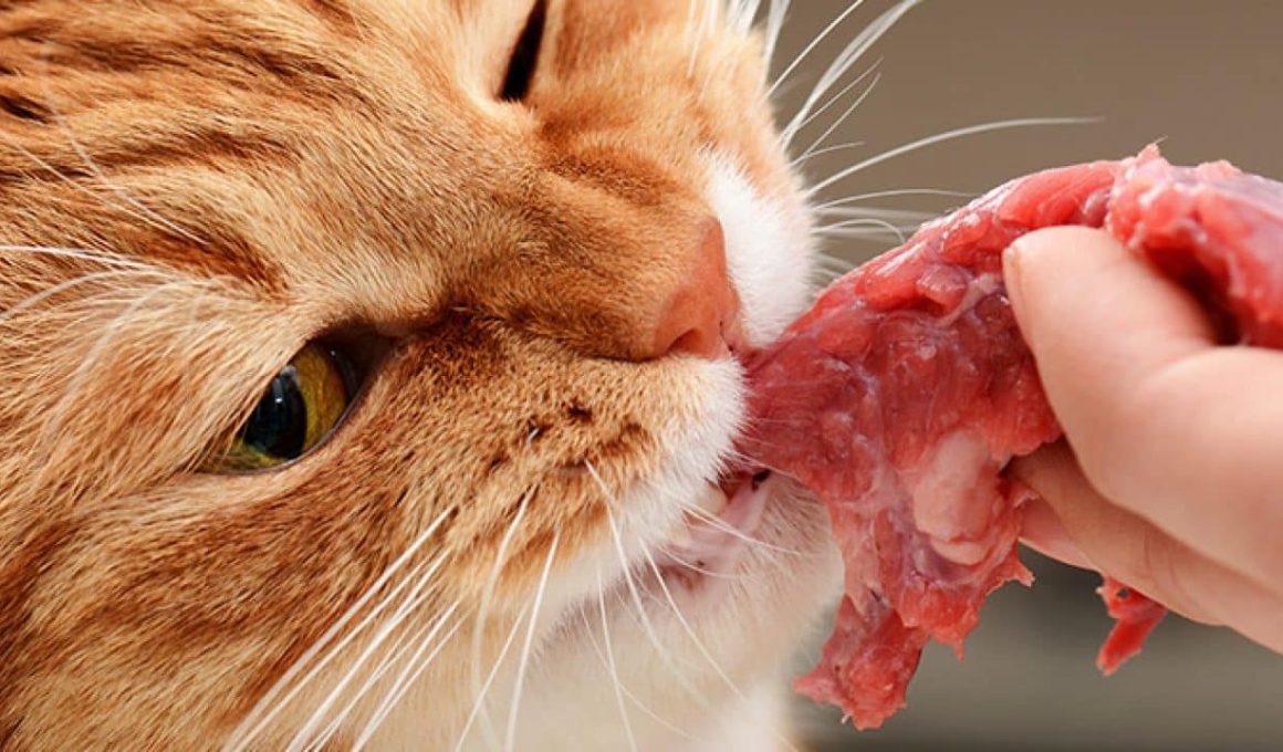 Human Foods You Should Not Give Your Cats