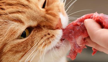 Human Foods You Should Not Give Your Cats