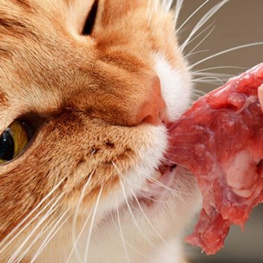 Human Foods You Should Not Give Your Cats