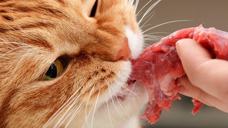 Human Foods You Should Not Give Your Cats