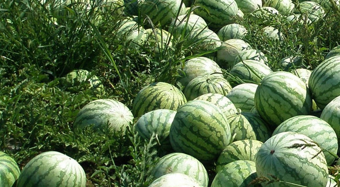 Watermelon Farm