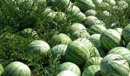 Watermelon Farm