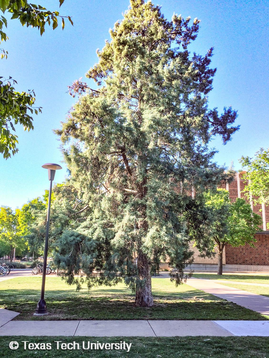 Arizona Cypress Types of Christmas Trees