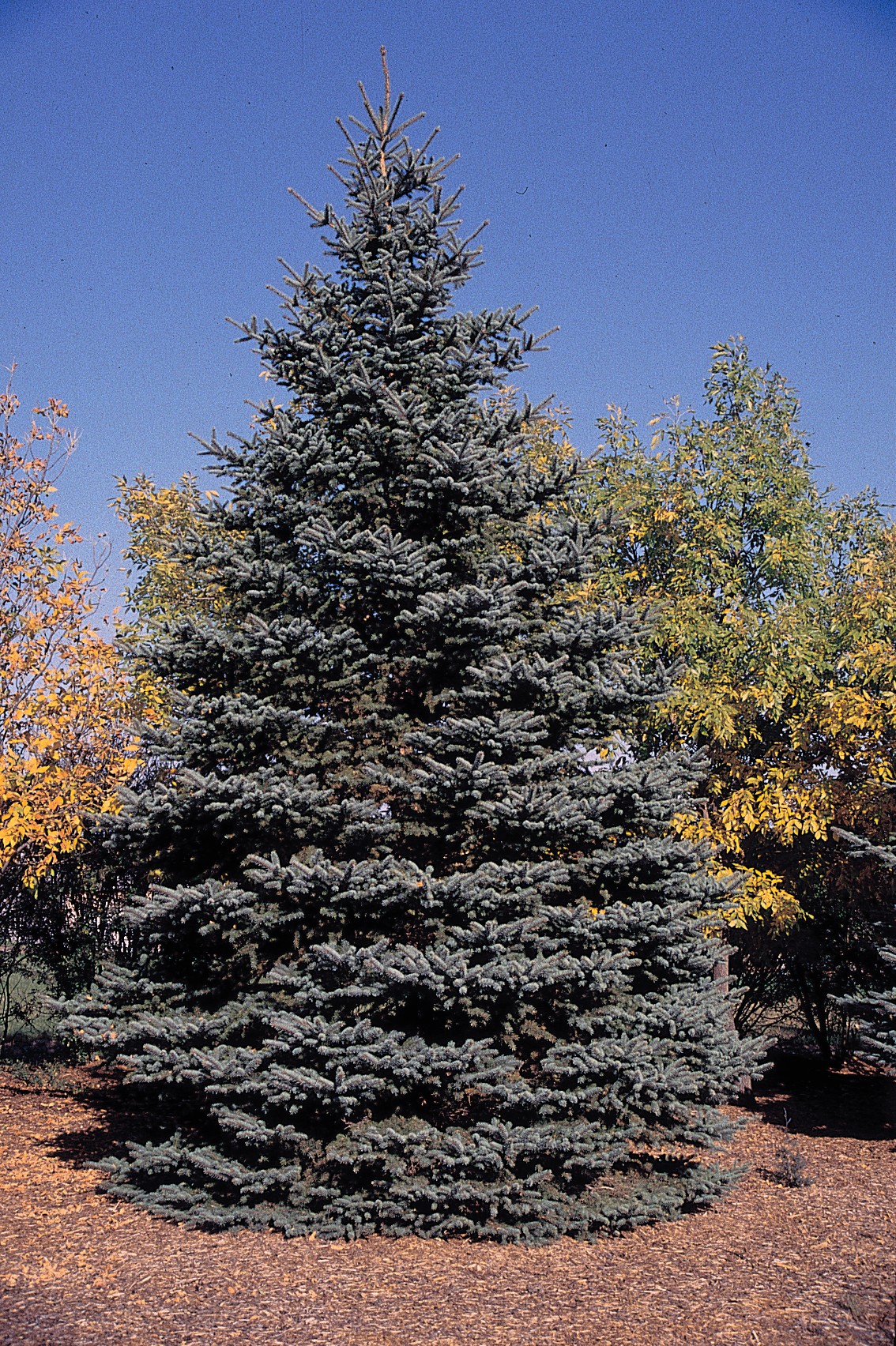 Blue Spruce