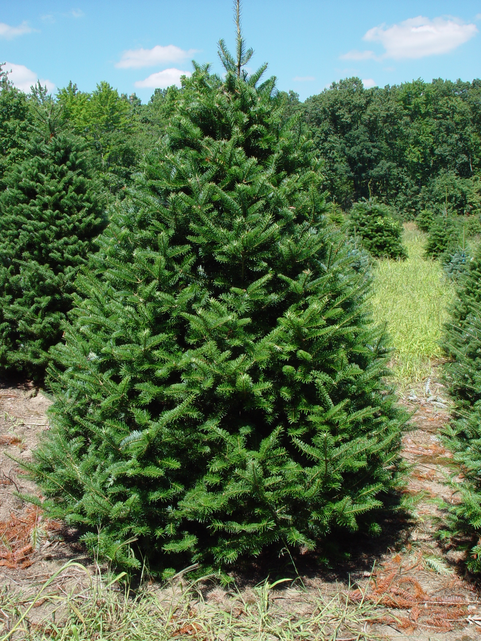 Canaan Fir