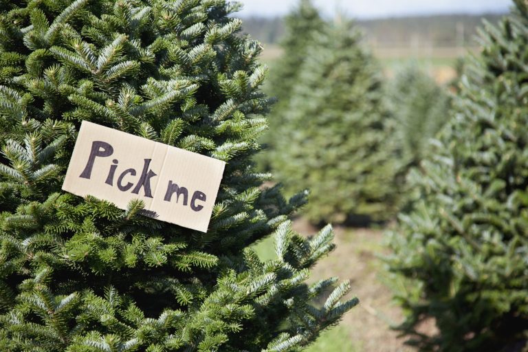 Different Types of Christmas Trees