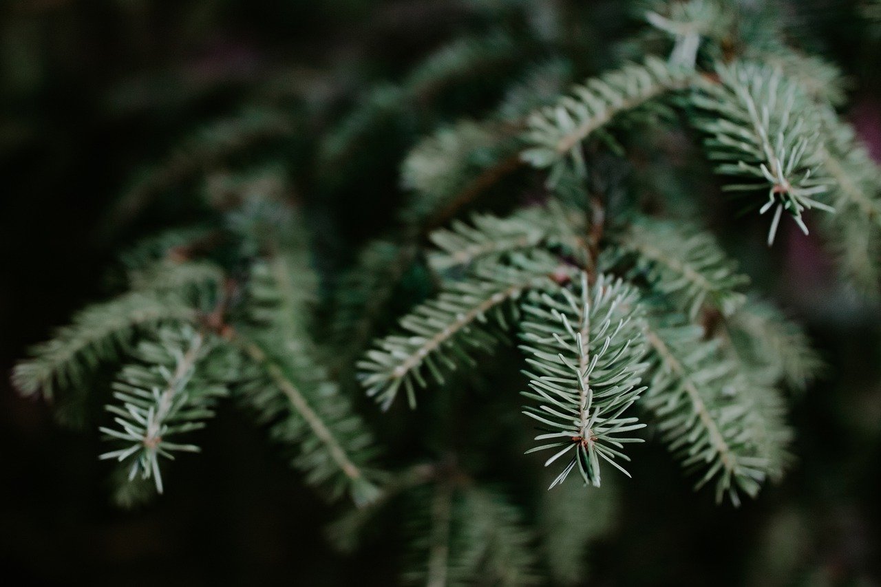 Noble Fir