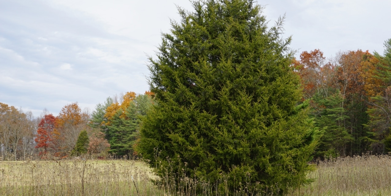 Red Cedar Types of Christmas Trees