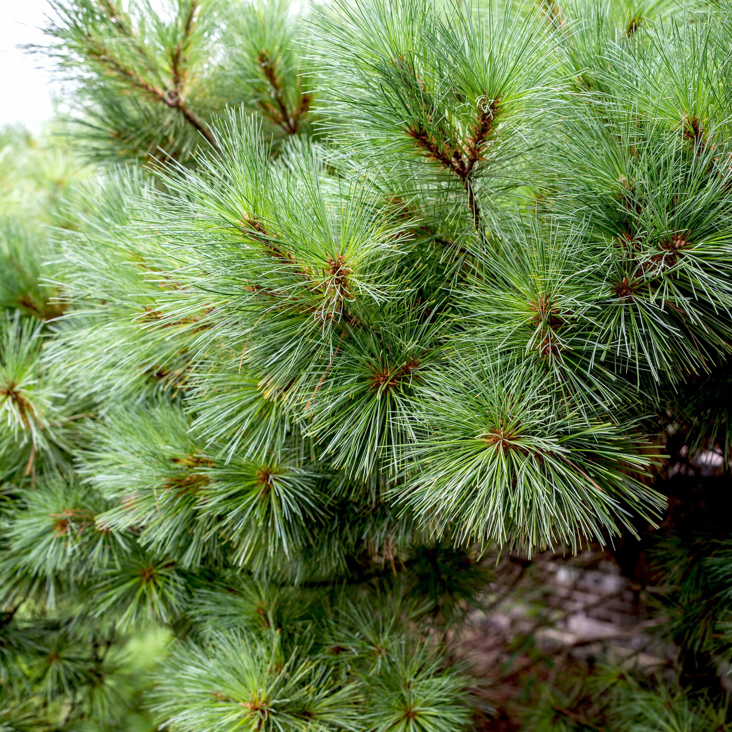 White Pine Types of Christmas Trees