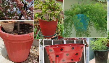 Different Types of Pots for Plants