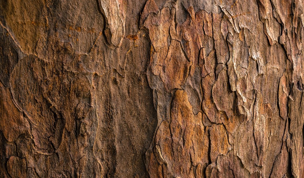 Different Types of Tree Bark