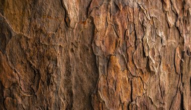 Different Types of Tree Bark