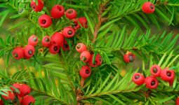 Most Poisonous Fruits