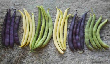 Different Types of Green Beans