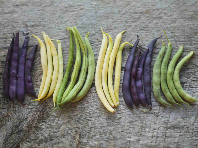 Different Types of Green Beans