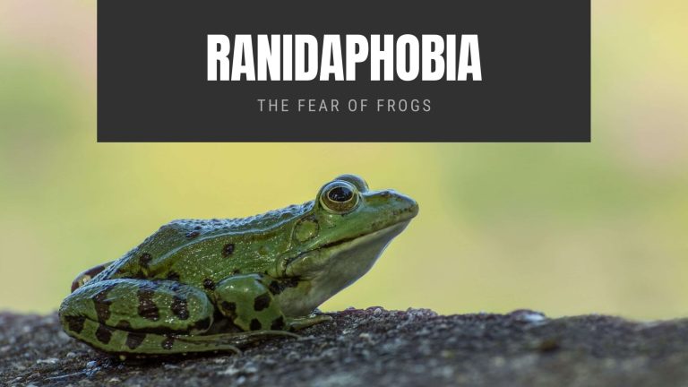 Ranidaphobia: The Fear of Frogs