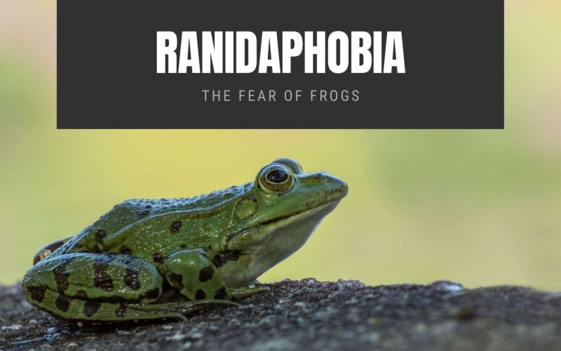 Ranidaphobia: The Fear of Frogs