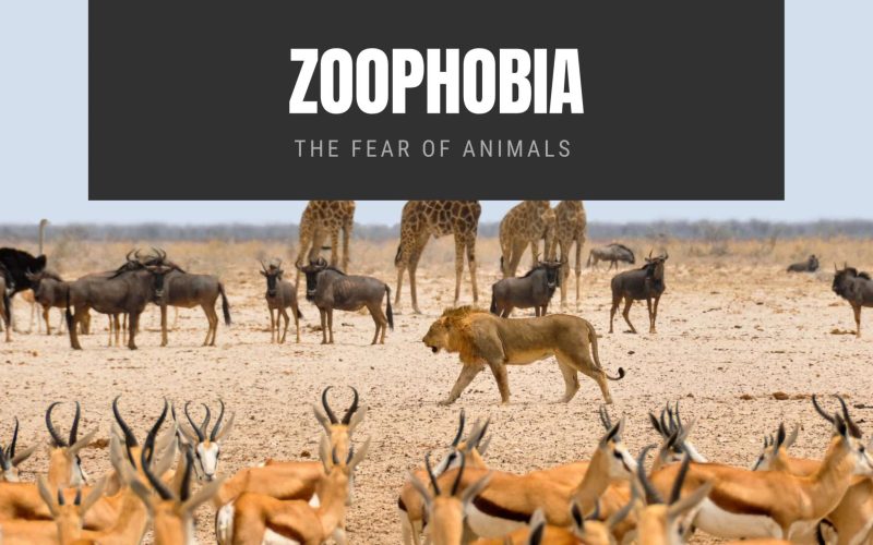 Zoophobia: The Fear of Animals