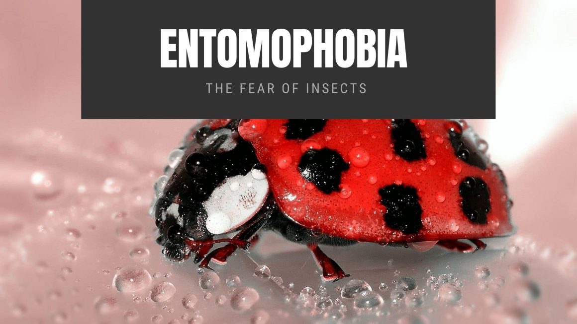 Insectophobia Trigger Entomophobia: The Fear of Insects